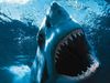jawSs__