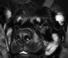 anguish