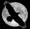 RavenCrow